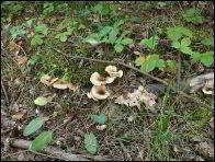 Pleurotus cornucopiae