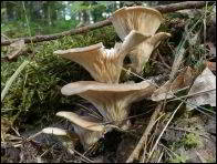 Pleurotus cornucopiae