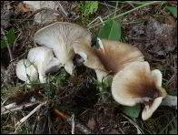 Pleurotus cornucopiae