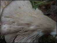 Pleurotus cornucopiae