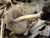 Psathyrella pennata