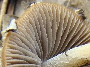 Psathyrella pennata