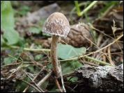 Psathyrella pennata