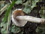 Psathyrella pennata