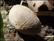 Psathyrella pennata