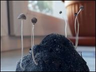 Psathyrella tenuicula