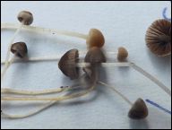 Psathyrella tenuicula