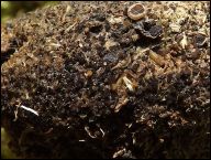 Saccobolus depauperatus