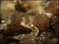 Saccobolus depauperatus