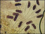 Saccobolus depauperatus