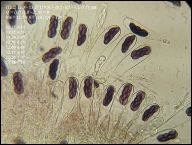 Saccobolus depauperatus