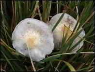 Stropharia albonitens