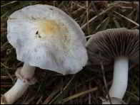 Stropharia albonitens