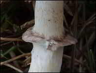 Stropharia albonitens