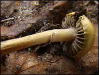 Stropharia dorsipora