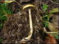 Stropharia dorsipora