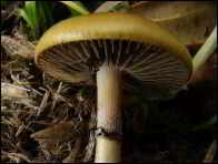 Stropharia dorsipora