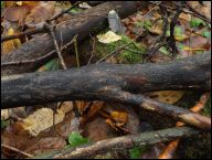 Strossmayeria basitricha