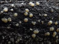 Strossmayeria basitricha