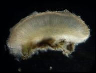 Strossmayeria basitricha