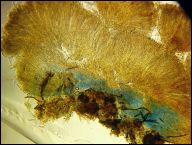 Strossmayeria basitricha