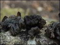 Tremella indecorata