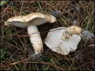 Tricholoma focale