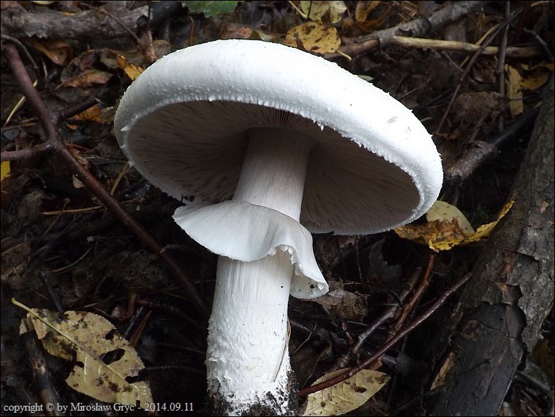 pieczarka biaława - zdjęcie główne
