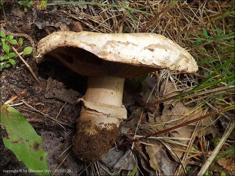 pieczarka miejska - zdjęcie główne