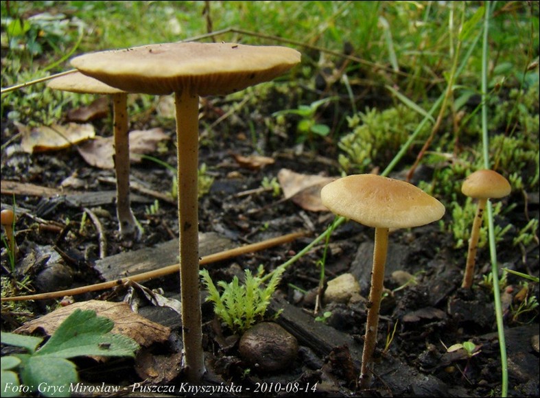 polówka korzeniasta - zdjęcie główne