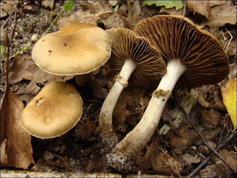 polówka korzeniasta - zdjęcie główne