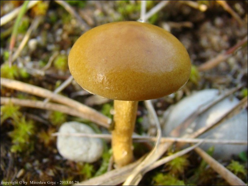 polówka półkulista - zdjęcie główne