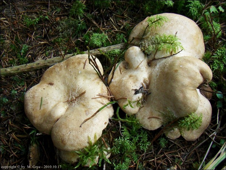 naziemek białawy - zdjęcie główne