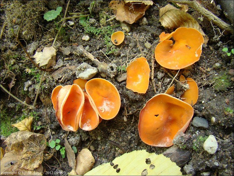 dzieżka pomarańczowa - zdjęcie główne