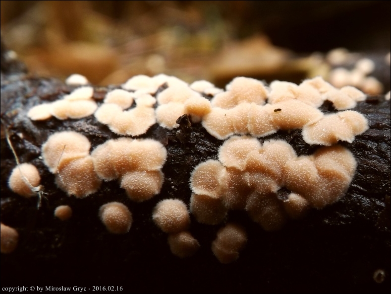 tarczówka bezkształtna - zdjęcie główne