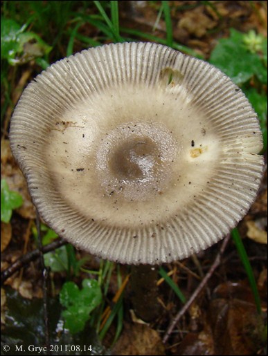 muchomor oliwkowy - zdjęcie główne