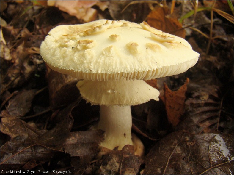 muchomor cytrynowy - zdjęcie główne