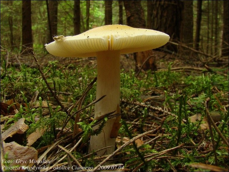 muchomor narcyzowy - zdjęcie główne