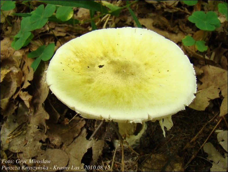 muchomor zielonawy - zdjęcie główne