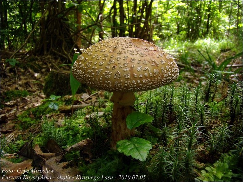 muchomor czerwieniejący - zdjęcie główne