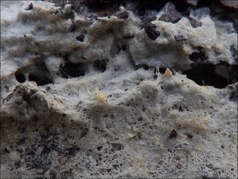 strzępkobłonka włóknista - zdjęcie główne