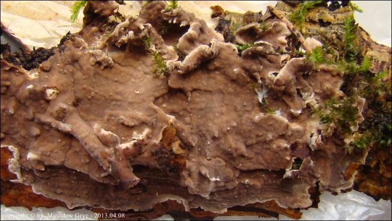 skórniczek świerkowy - zdjęcie główne