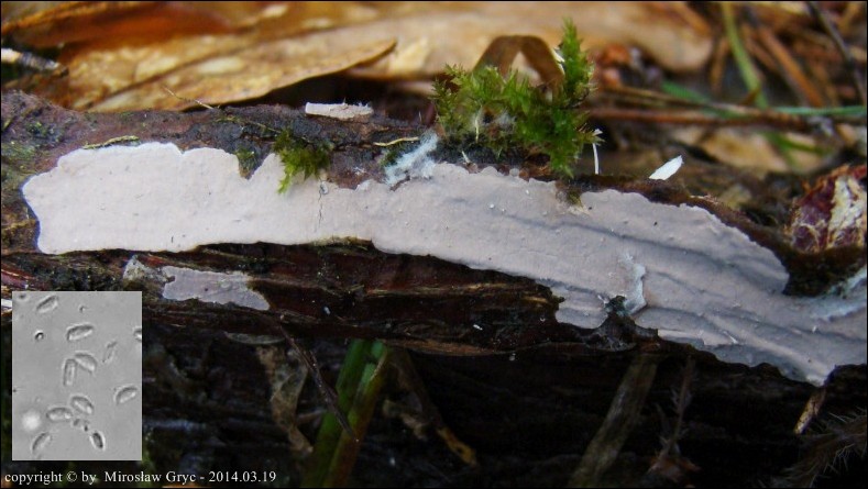 skórniczek jałowcowy - zdjęcie główne