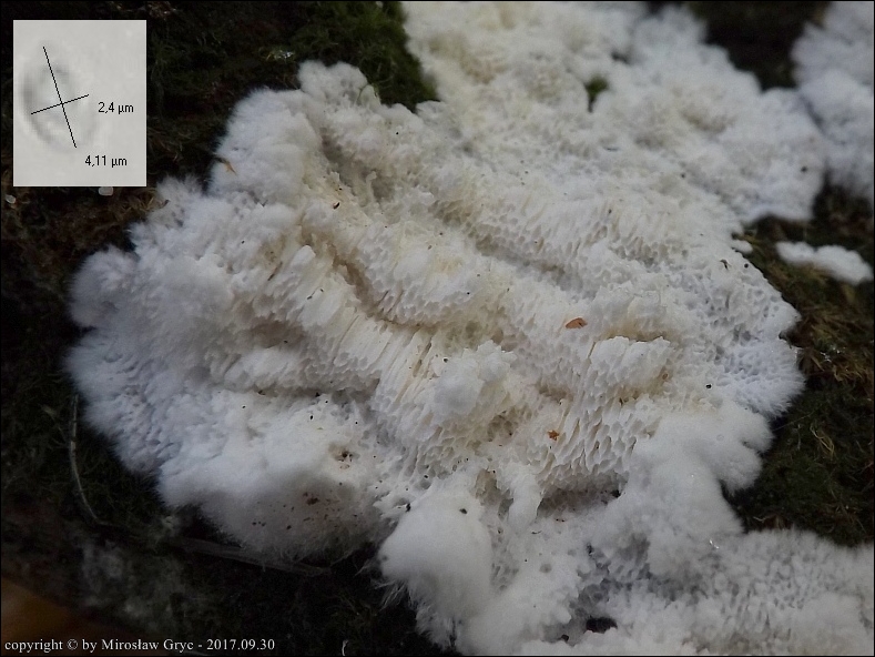 jamkówka bawełniana - zdjęcie główne