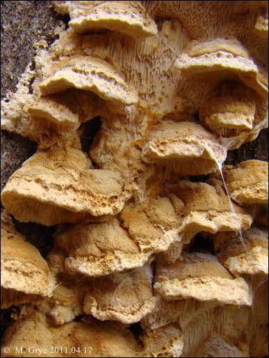 jamkówka rzędowa - zdjęcie główne