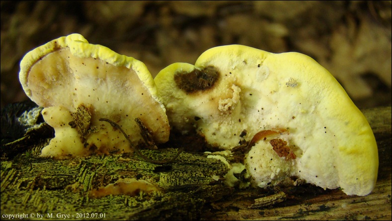 jamkóweczka żółtawa - zdjęcie główne