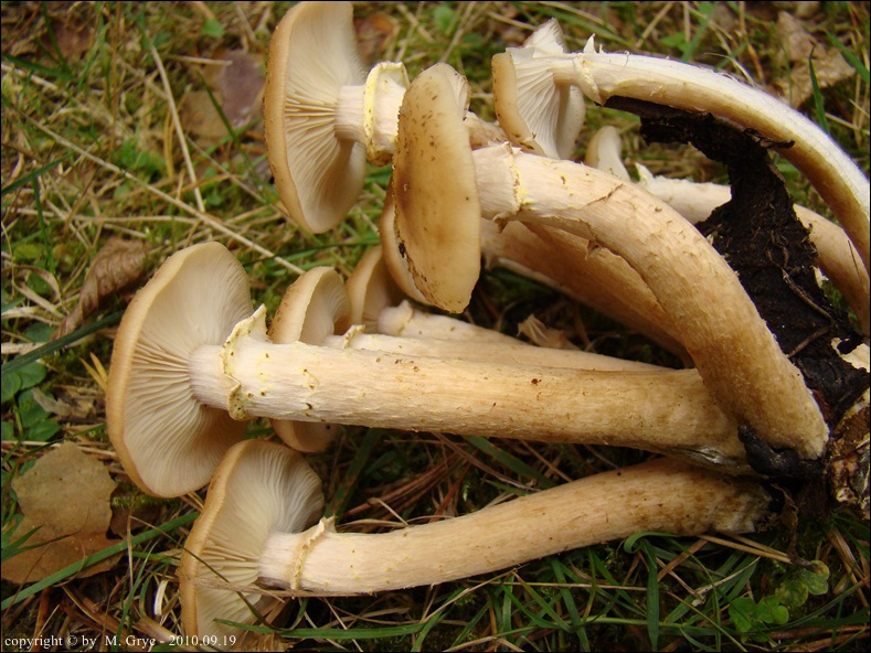 opieńka żółtawa - zdjęcie główne