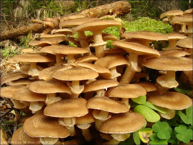 opieńka ciemna - zdjęcie główne