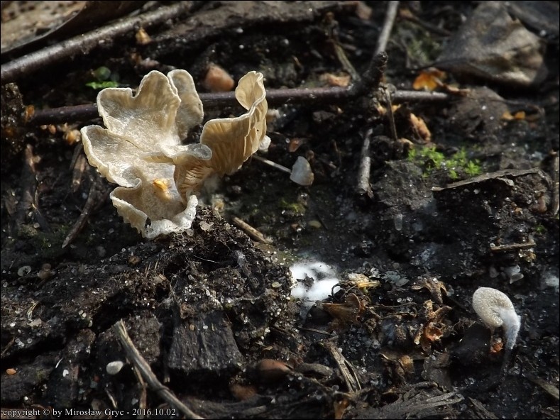 języczek półkolisty - zdjęcie główne