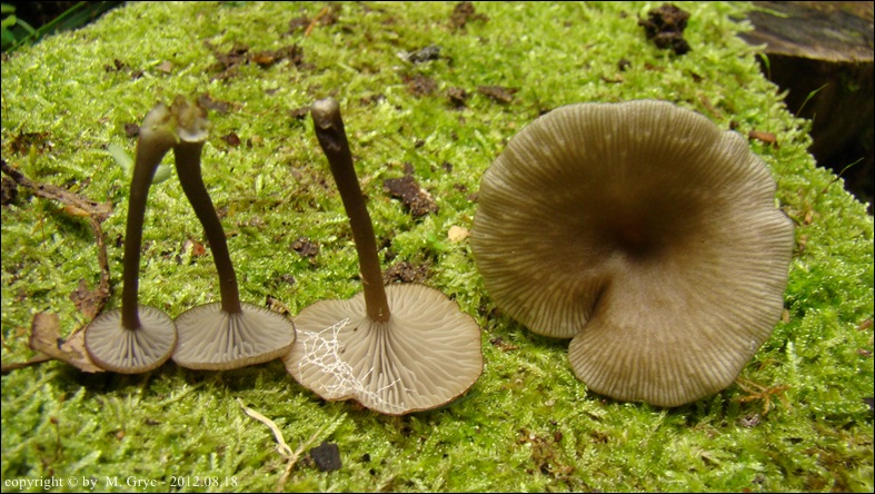 pępówka nadrzewna - zdjęcie główne